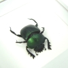 Sacred Egyptian King Scarab Beetle Framed Taxidermy Green Scarab Scarabaeus aegyptiorum Vibrant White