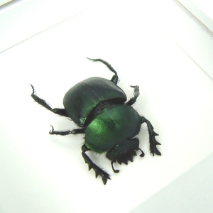 Sacred Egyptian King Scarab Beetle Framed Taxidermy Green Scarab Scarabaeus aegyptiorum Vibrant White