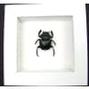 Sacred Egyptian King Scarab Beetle Framed Taxidermy Green Scarab Scarabaeus aegyptiorum Vibrant White