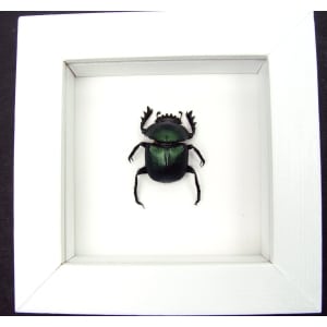 Sacred Egyptian King Scarab Beetle Framed Taxidermy Green Scarab Scarabaeus aegyptiorum Vibrant White