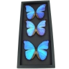 Blue Morpho Framed Butterflies Morpho Collection Framed Taxidermy Moonlight Display