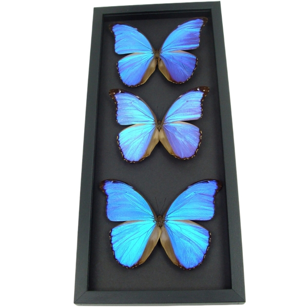 Blue Morpho Framed Butterflies Morpho Collection Framed Taxidermy Moonlight Display