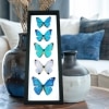 Diamond Morpho Butterfly Collection Framed Taxidermy Classic Black Display