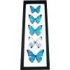 Diamond Morpho Butterfly Collection Framed Taxidermy Classic Black Display