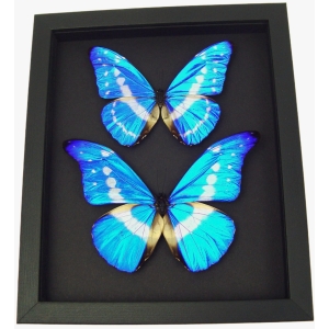 Morpho rhetenor helena cypris Set Butterflies Framed Butterfly Taxidermy Moonlight Display