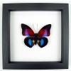 Rare Blue Red Fuchsia Hybrid Butterfly Framed Classic Black Display