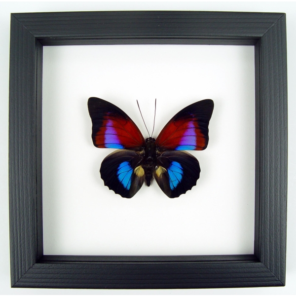 Rare Blue Red Fuchsia Hybrid Butterfly Framed Classic Black Display