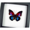 Rare Blue Red Fuchsia Hybrid Butterfly Agrias claudina lugens Prepona dexamenus Framed Classic Black Display
