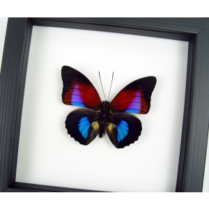 Rare Blue Red Fuchsia Hybrid Butterfly Agrias claudina lugens Prepona dexamenus Framed Classic Black Display