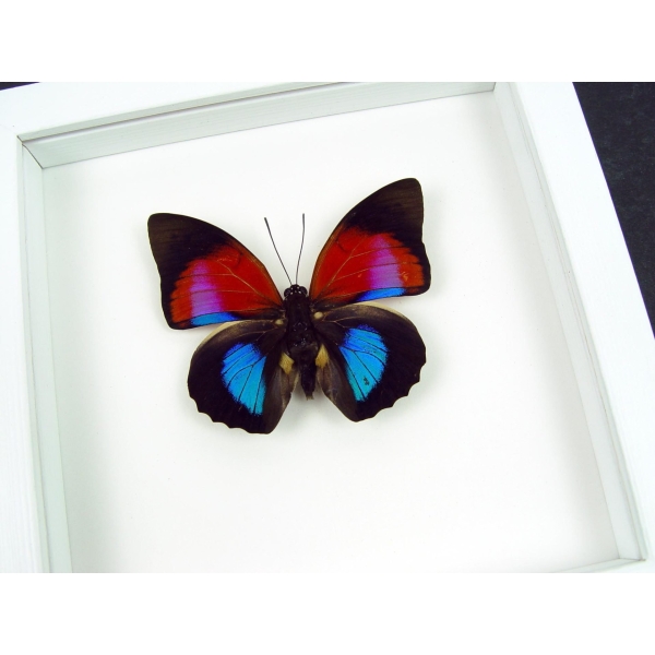 Rare Blue Red Fuchsia Hybrid Butterfly Agrias claudina lugens Prepona dexamenus Framed Vibrant White Display