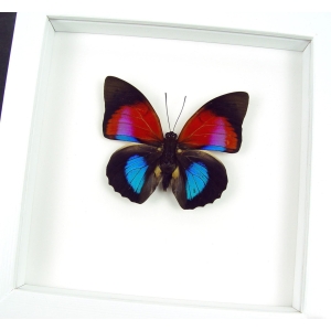 Rare Blue Red Fuchsia Hybrid Butterfly Agrias claudina lugens Prepona dexamenus Framed Vibrant White Display