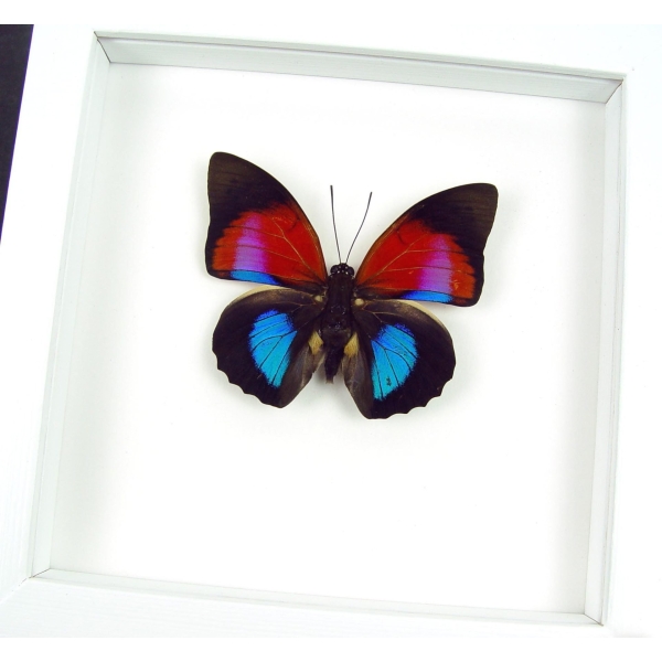 Rare Blue Red Fuchsia Hybrid Butterfly Agrias claudina lugens Prepona dexamenus Framed Vibrant White Display
