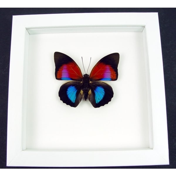 Rare Blue Red Fuchsia Hybrid Butterfly Agrias claudina lugens Prepona dexamenus Framed Vibrant White Display