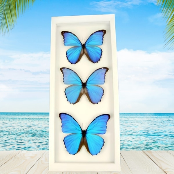 Blue Morpho Framed Butterflies Morpho Collection Framed Taxidermy Vibrant White Display
