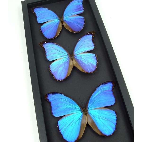 Blue Morpho Framed Butterflies Morpho Collection Framed Taxidermy Moonlight Display
