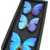 Blue Morpho Framed Butterflies Morpho Collection Framed Taxidermy Moonlight Display