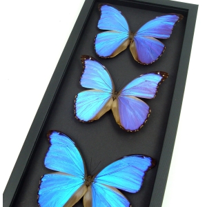 Blue Morpho Framed Butterflies Morpho Collection Framed Taxidermy Moonlight Display