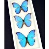 Blue Morpho Framed Butterflies Morpho Collection Framed Taxidermy Vibrant White Display