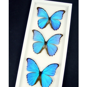 Blue Morpho Framed Butterflies Morpho Collection Framed Taxidermy Vibrant White Display