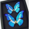 Morpho rhetenor helena cypris Set Butterflies Framed Butterfly Taxidermy Moonlight Display