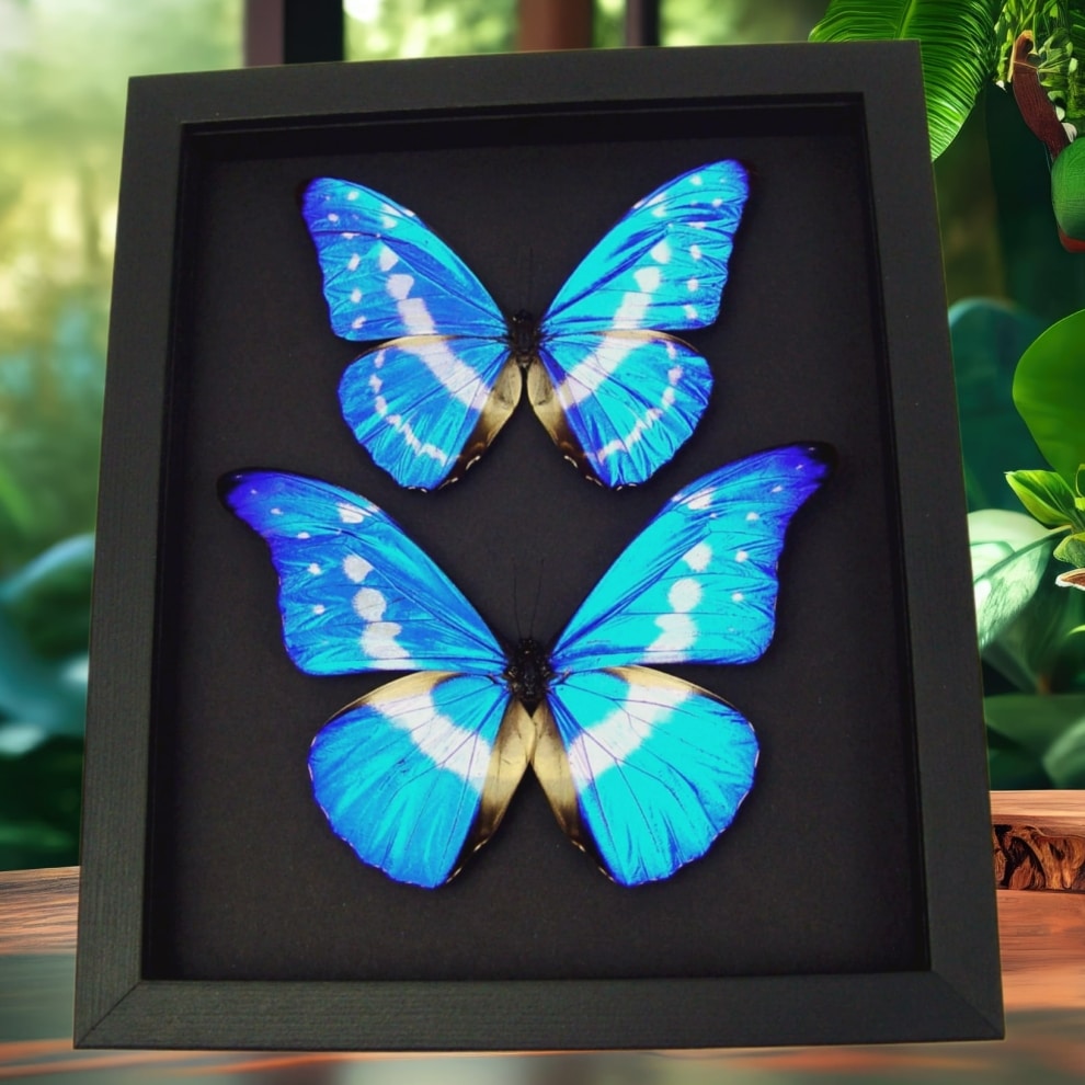 Morpho rhetenor helena cypris Set Butterflies Framed Butterfly Taxidermy Moonlight Display