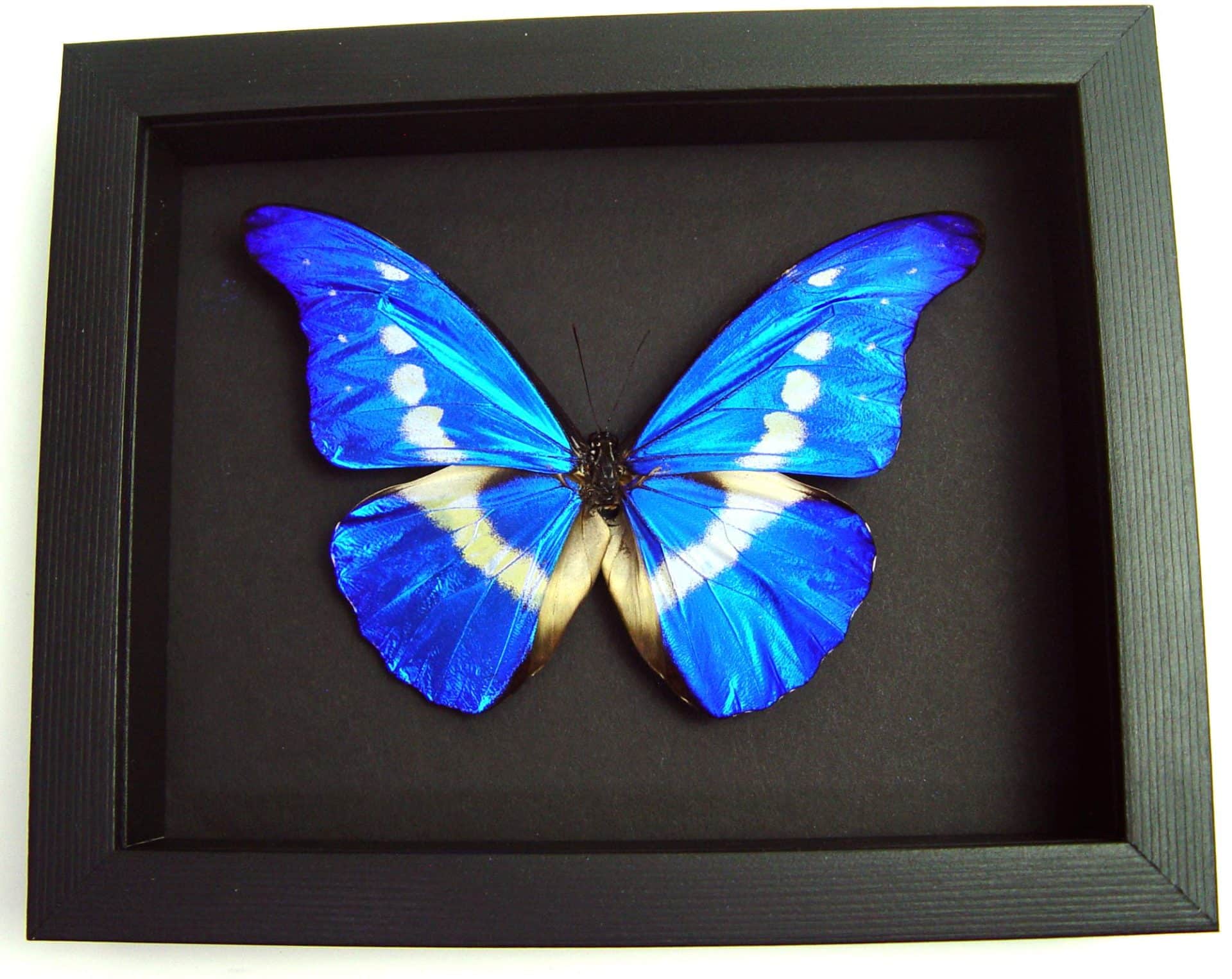 Framed Morpho Butterfly - Morpho rhetenor helena - blue morpho