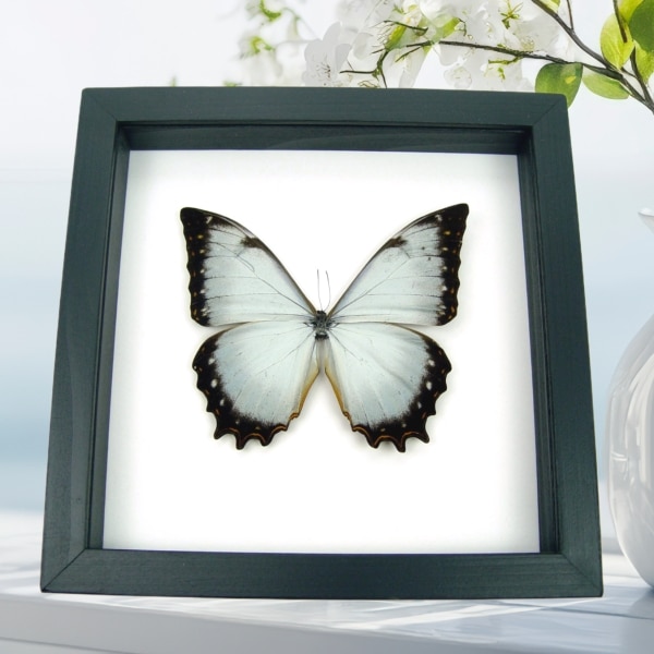 White Morpho Theseus Juturna Butterfly Framed Taxidermy Classic Black Display
