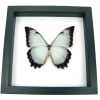 White Morpho Theseus Juturna Butterfly Framed Taxidermy Classic Black Display