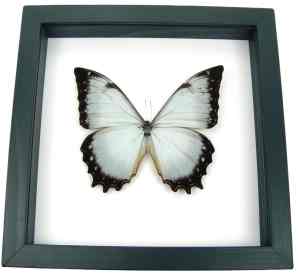 White Morpho Theseus Juturna Butterfly Framed Taxidermy Classic Black Display