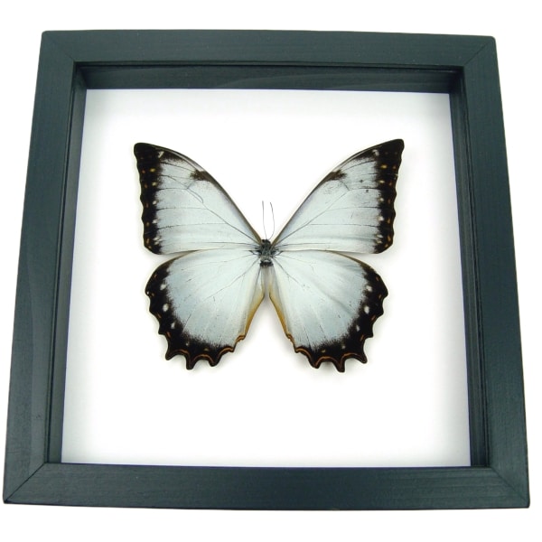 White Morpho Theseus Juturna Butterfly Framed Taxidermy Classic Black Display
