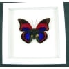 Prepona praeneste Purple Red Butterfly Framed Taxidermy Vibrant White Display