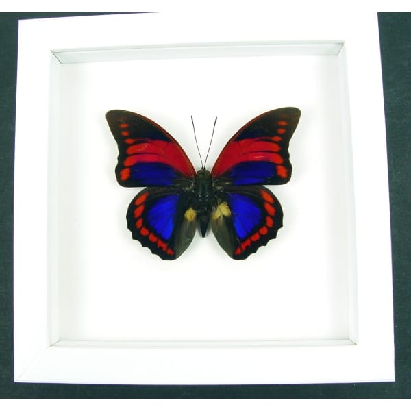 Prepona praeneste Purple Red Butterfly Framed Taxidermy Vibrant White Display