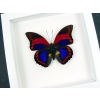Prepona praeneste Purple Red Butterfly Framed Taxidermy Vibrant White Display