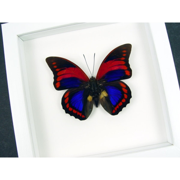 Prepona praeneste Purple Red Butterfly Framed Taxidermy Vibrant White Display