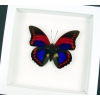 Prepona praeneste Purple Red Butterfly Framed Taxidermy Vibrant White Display