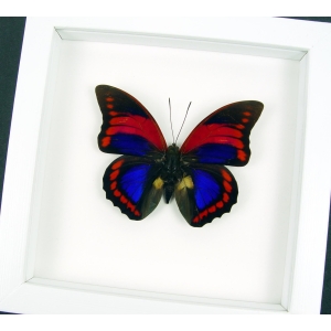 Prepona praeneste Purple Red Butterfly Framed Taxidermy Vibrant White Display