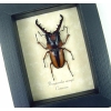 Prosopocoilus savagei African Stag Beetle Framed Taxidermy Display