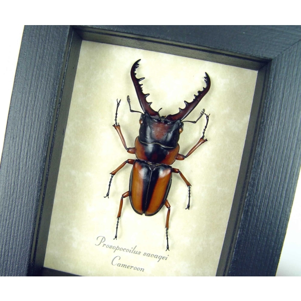 Prosopocoilus savagei African Stag Beetle Framed Taxidermy Display