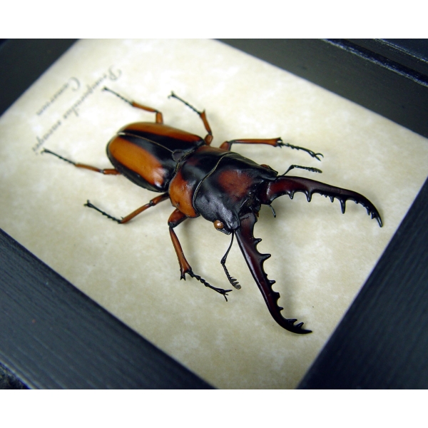 Prosopocoilus savagei African Stag Beetle Framed Taxidermy Display