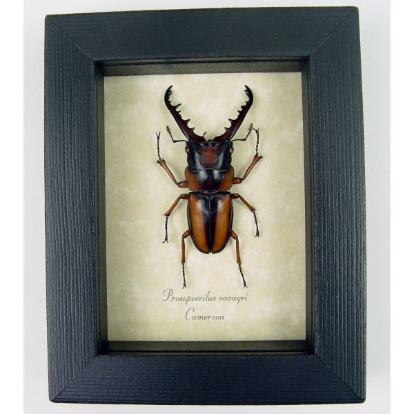 Prosopocoilus savagei African Stag Beetle Framed Taxidermy Display