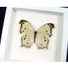 Salamis parhassus Mother Of Pearl Framed Butterfly Taxidermy Vibrant White Display