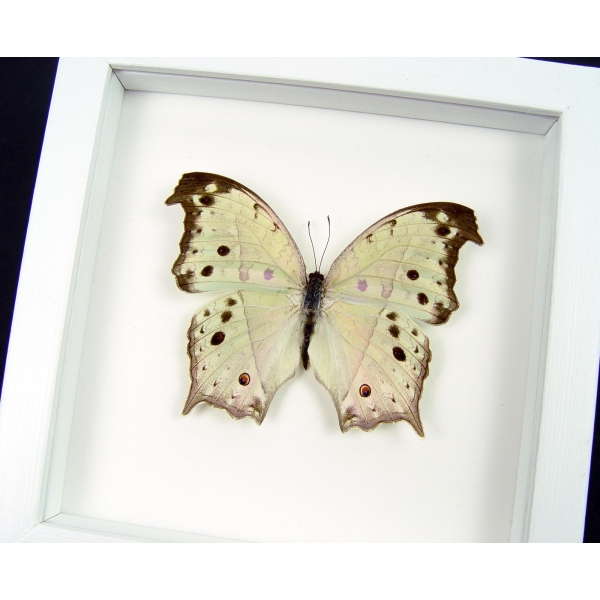 Salamis parhassus Mother Of Pearl Framed Butterfly Taxidermy Vibrant White Display