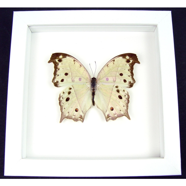 Salamis parhassus Mother Of Pearl Framed Butterfly Taxidermy Vibrant White Display