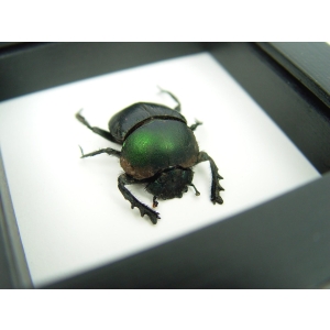 Sacred Egyptian King Scarab Beetle Framed Taxidermy Green Scarab Scarabaeus aegyptiorum Classic Black