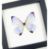 Mother Of Pearl Butterfly Morpho sulkowski Real Framed Taxidermy Classic Black Display