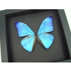 Blue Morpho Framed Butterfly Morpho Adonis Moonlight Display