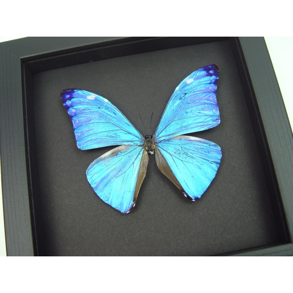Blue Morpho Framed Butterfly Morpho Adonis Moonlight Display