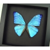 Blue Morpho Framed Butterfly Morpho Adonis Moonlight Display