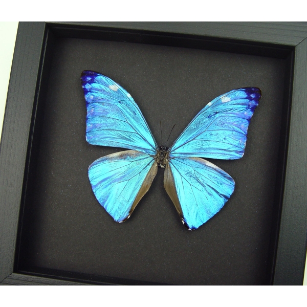 Blue Morpho Framed Butterfly Morpho Adonis Moonlight Display
