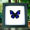 Rare Electric Blue Green Hybrid Butterfly Agrias beatifica lachaumei Prepona laertes Framed Taxidermy Classic Black Display